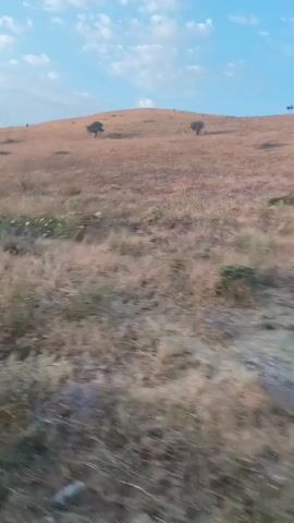 The video shows a wide shot of a dry, grassy hillside with a few scattered trees. The sky is blue with some white clouds. The camera appears to be moving, possibly from a vehicle, as the foreground is blurred and appears to be moving faster than the background. The overall impression is of a rural or natural landscape.