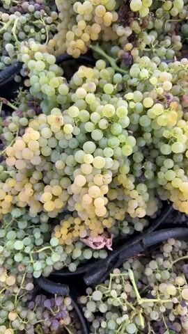 The video shows a large harvest of grapes. The grapes are in various shades of green and yellow, with some purple grapes mixed in. They are piled high in black buckets that are lined up in rows. The buckets are sitting on a gravel path. In the background, there is a vineyard with rows of grapevines. The sky is overcast. The video pans from a close-up of the grapes in the buckets to a wider shot of the vineyard. There are no people visible in the video.