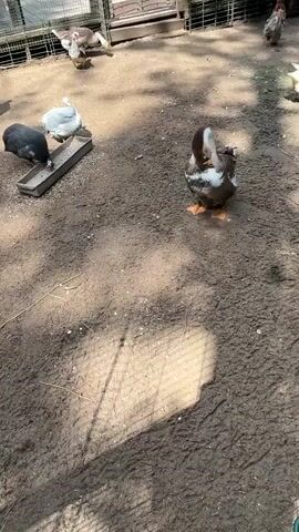 The video shows an outdoor scene, likely a farm or animal enclosure, with several birds including geese and ducks. The ground is dirt, with some patches of mud and scattered straw. In the foreground, a brown and white duck is preening itself. To the left, two guinea fowl are pecking at food in a trough, with a white chicken nearby. In the background, several geese are visible, some feeding and one resting. The enclosure appears to have a wooden structure and fencing. The lighting suggests it is daytime, likely sunny with shadows cast on the ground. There is no visible text in the video.