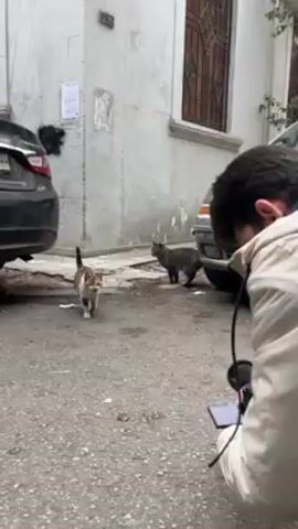 A man is taking photos of two cats in an alley. The man is kneeling and looking into the viewfinder of a camera with a large lens, while glancing down at a cell phone in his hand. One cat is standing in the center of the frame, looking directly at the camera. It has a white body with brown and grey markings. The other cat is walking away towards a parked car, with a grey and black striped coat. The alley is narrow and dirty, with concrete walls and trash on the ground. There are two cars parked on either side of the alley.