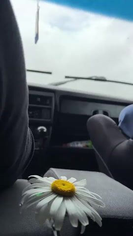 The video shows the interior of a car from a passenger's perspective. The dashboard, steering wheel, and seats are visible. In the foreground, a daisy rests on the center console. A car air freshener hangs from the rearview mirror. The windshield shows a cloudy sky and trees. A traffic sign indicating a fork in the road appears in the distance. The wipers are intermittently activated, suggesting rain or moisture on the windshield. The overall mood is calm and contemplative.