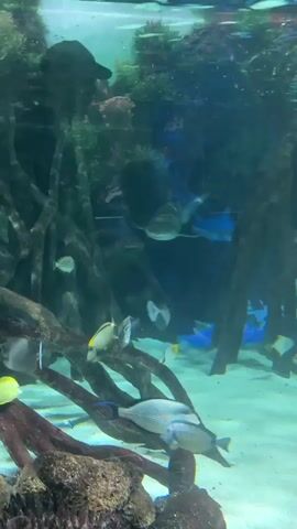 A shark swims past a large aquarium tank. The shark is gray and appears to be a reef shark. Several smaller fish, including yellow tangs and surgeonfish, swim in the foreground. The tank is decorated with driftwood and coral, and the bottom is covered in sand. The water is clear and blue. The video is shot from inside the aquarium, looking out.