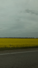 Yellow rapeseed field captured from roadside near Pereyaslovskaya, Russia