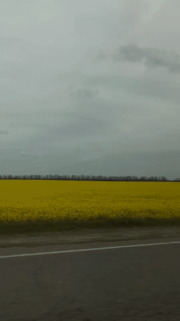 Yellow rapeseed field captured from roadside near Pereyaslovskaya, Russia