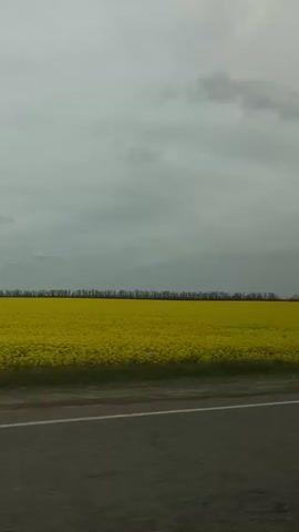 The video depicts a roadside view of a vibrant yellow rapeseed field stretching to the horizon beneath a cloudy, gray sky. The camera is positioned inside a moving vehicle, with the black asphalt road and a dividing white line visible in the foreground. A line of trees appears at the edge of the field in the distance. Reflections are visible on the car window.