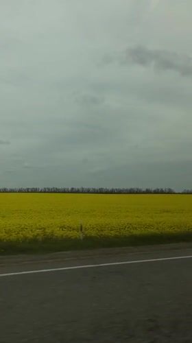 Yellow rapeseed field captured from roadside near Pereyaslovskaya, Russia