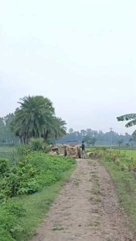 The video begins with a view of a dirt path leading into a rural landscape. Tall palm trees and lush green vegetation line the path. Two figures are visible in the distance near a cart laden with hay. The scene then transitions to a wider shot revealing a body of water, likely a pond or lake, surrounded by more greenery and trees. The camera pans across the landscape, showing agricultural fields, possibly rice paddies, with water channels. Banana trees are also visible. The sky is overcast. The video captures the tranquility of a rural environment with agricultural activities.