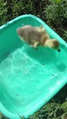 A gosling swims in a green plastic tub filled with clear water. The tub is placed on grass and surrounded by green foliage. The gosling, with yellow and brown down, paddles and dips its head into the water. There are a few small brown specks visible in the water, possibly debris or insects. The video is shot from a high angle, looking down into the tub. The sun appears to be shining, creating ripples and reflections on the water's surface.