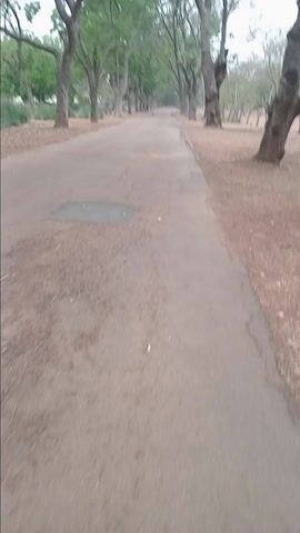 The video displays an outdoor scene captured from a moving perspective, likely a person walking or driving slowly. The primary subject is a paved road or path stretching into the distance, flanked on both sides by numerous mature trees. On the left, the trees are dense with green foliage, forming a canopy over the road in some areas. On the right, the trees appear to have fewer leaves, with many bare branches, suggesting a dry season or a specific type of tree that sheds leaves seasonally. The ground adjacent to the road is reddish-brown earth, covered with a scattering of dry leaves and sparse vegetation.

As the camera moves forward, it briefly pans to the right (0:09-0:14), revealing a light yellow building with a dark roof and a balcony in the distance. A green water tank is visible on the roof of this building, and a utility pole stands nearby. The camera then pans left (0:14-0:17), showing more green vegetation and another building with a reddish roof, partially obscured by trees and greenery. The video then returns to the initial forward-facing view of the tree-lined road.

The setting appears to be a quiet, possibly rural or semi-urban area, perhaps a university campus, park, or a residential road. The time of day seems to be daytime, with soft, diffused light, possibly indicating an overcast sky, early morning, or late afternoon. No specific activity beyond the camera's movement is clearly depicted, though a small, unidentifiable dark shape is briefly visible far down the road at the beginning. No text is visible in the video. The dry, reddish ground and tree types are consistent with the provided context of Bomo, Nigeria.