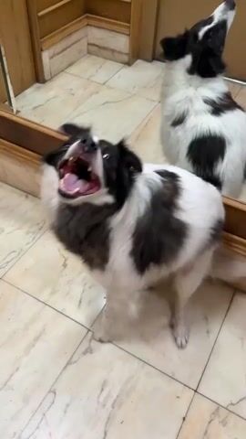 A black and white dog is standing on a tiled floor in front of a mirror. The dog is looking up at the camera with its mouth open and tongue hanging out. Its tail is wagging. In the reflection of the mirror, another black and white dog is visible. The environment appears to be indoors, possibly a hallway or entryway, with wooden trim and paneling visible.