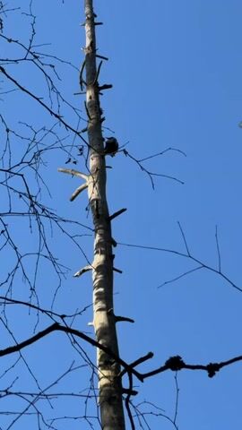 This video features a tall, dead tree against a clear blue sky. The tree has a rough, grey-brown bark and is largely devoid of leaves, with numerous bare branches extending outwards. In the upper portion of the tree, a small, brown bird is perched on a branch. The lighting suggests it is daytime, with sunlight casting shadows on the tree trunk. The scene appears to be set outdoors in a natural environment, possibly a forest or wooded area, given the presence of the tree and the overall rustic aesthetic. The clear blue sky indicates fair weather. There is no visible text in the video. The overall mood is peaceful and natural, highlighting the contrast between the stark, dead tree and the vibrant blue sky, with the bird adding a touch of life to the scene. The location context suggests it is in Belarus.