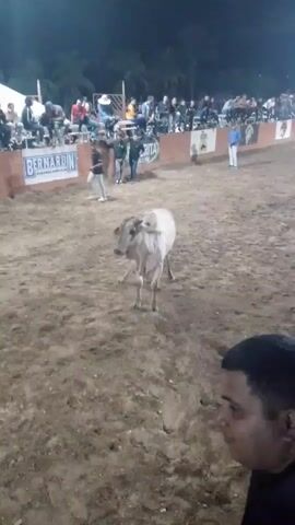 The video shows a livestock pen or arena with a group of people watching from the stands. The ground is covered with dirt. In the arena, there's a light-colored cow that is moving and looking around. A couple of other black cows walk around it. There's a man in the foreground who appears to be filming. The event seems to be some kind of rodeo or livestock show.