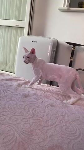This media file captures a pink-skinned Sphynx cat on a pink bed. The cat is a light pink color with some white on its paws and tail. It is walking across the bed, with its body facing right. In the background, there is a white Arcelik appliance, a white curtain, and a hookah pipe. The scene appears to be indoors, likely in a bedroom, with natural light coming from a window. The cat's posture suggests it is exploring or moving with curiosity. The overall tone is calm and domestic. The time of day is not explicitly indicated, but the lighting suggests daytime. The text "arçelik" is visible on the appliance in the background.