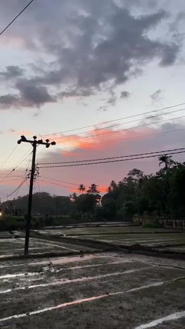 The scene is a wide shot of a rural landscape under a vibrant sunset. In the foreground, there's a muddy, flooded rice paddy, delineated into rectangular plots, reflecting the sky. A power pole stands prominently on the left, with multiple lines stretching across the frame. Behind the paddy fields, a dense line of trees and palm trees forms a natural barrier, silhouetted against the colorful sky. The sky is a mixture of grey clouds and a streak of vivid orange-pink hues caused by the setting sun.