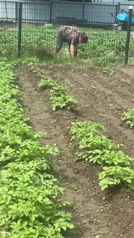 The video shows a person tending to a garden. Rows of green plants occupy the foreground, while a person in the background, wearing a patterned shirt and an orange apron or gloves, is bent over, working the soil near a chain-link fence. Behind the fence, there is a blue cart, a bench, and some greenery. The garden rows are separated by bare soil, and the scene is bathed in daylight.
