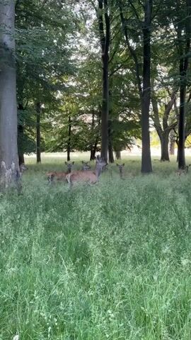 The media file shows a herd of deer in a grassy meadow surrounded by tall trees. The deer are mostly a reddish-brown color, with one striking white deer standing in the center of the group. Some of the deer are lying down in the tall grass, while others are standing and looking around. The scene appears to be a park or a forest clearing, with dappled sunlight filtering through the leaves of the trees. The overall impression is one of tranquility and natural beauty. The time of day appears to be late afternoon or early evening, given the soft lighting and the long shadows cast by the trees. The weather seems to be mild and pleasant, with no indication of rain or strong winds. The location is identified as Taarbæk, Denmark. There is no visible text in the media file. The presence of a white deer is a notable detail, as albino deer are rare and often considered special or symbolic. The peaceful coexistence of the deer in this natural setting evokes a sense of calm and harmony.