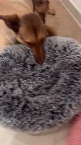 A tan dog with dark brown ears lies on a beige rug, its head resting on a large, round, gray, fluffy dog bed. Another pink dog bed with paw prints is visible in the background. The dog appears to be chewing or nuzzling the gray bed. The lighting is indoor.