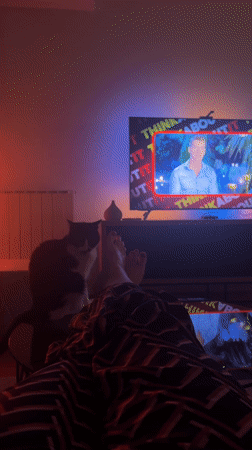 Late-night TV viewing with feline companionship in Belgrade bedroom