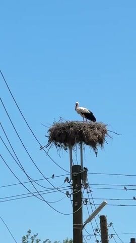 A stork stands on a large nest of twigs and grass built on top of a utility pole. The stork is white with black wingtips and a long, pointed beak. The nest is situated high above the ground, surrounded by a tangle of wires. The sky is a clear, bright blue, indicating a sunny day. Several smaller birds are visible flying around the utility pole and its wires. The pole itself is made of wood and has various electrical components attached to it. Another utility pole is partially visible in the background.