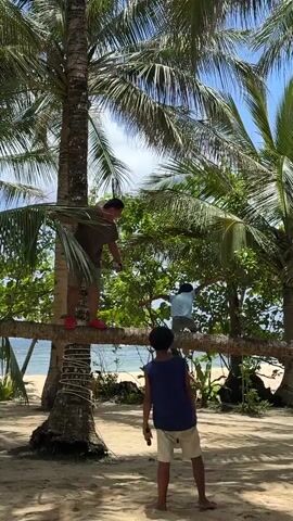 The video shows a group of people on a sandy beach under palm trees. A man is standing on a horizontal palm tree trunk that is supported by a standing palm tree. He is wearing a brown shirt, khaki shorts, and bright red shoes. Several children are on the ground near the trunk. One is wearing a blue sleeveless shirt and tan shorts, while another is wearing a pink dress. The man on the trunk jumps off the trunk, landing on the sand. The beach and ocean are visible in the background. The sky is clear and blue.