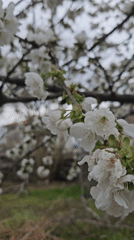 Spring blooms and pet documented in Blagoevgrad garden area