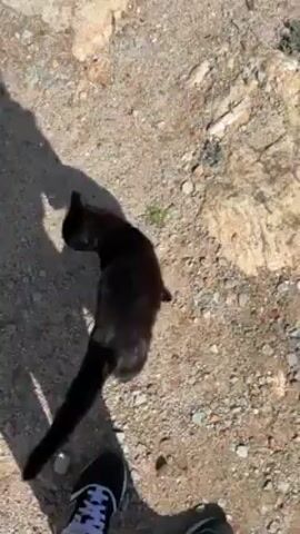 The video shows a black cat walking along a gravel path. At the beginning of the video, a person's legs and feet are visible in the lower portion of the frame, casting a shadow on the gravel path. The cat meows. The cat moves to a grassy area and then jumps onto a low concrete wall.