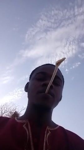 A young man with dark skin is outside, looking up at the camera. He is wearing a red shirt with white trim.  He has a piece of plant material in his mouth.  The sky is visible in the background, with some scattered clouds.  There is a bare tree visible to the left of the man.  He appears to be chewing the plant stem and making the sound of a cow mooing.