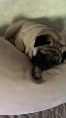 A pug puppy is sleeping soundly on a light brown cushion. The puppy is fawn colored with black markings on its face. Its eyes are closed, and its body is curled up. The background is a light colored textured wall.