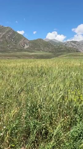 The video shows a panoramic view of a green field with tall grass and some wildflowers. In the background, there are rolling hills and mountains under a blue sky with scattered clouds. The camera pans slightly to the left, revealing more of the vast landscape. There are no people or animals visible in the video. The overall atmosphere is serene and natural.
