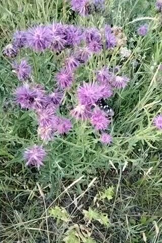 The video shows a close-up of a patch of purple thistle-like flowers with a black and white butterfly fluttering among them. The butterfly has distinct white spots on its black wings and a band of orange on its abdomen. The flowers are in full bloom, with some appearing to be slightly wilted. The background is filled with green foliage and dry grass, suggesting an outdoor setting in a natural environment. The lighting appears to be natural, indicating it is daytime, likely late morning or early afternoon given the brightness. The scene evokes a sense of nature and tranquility. There is no visible text in the media file. The location context of Zherebkove, Ukraine, suggests a rural or natural landscape common in that region.
