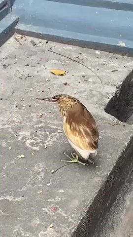 A brown and white bird stands on a concrete surface, with a blue structure in the background. The bird's head is tilted upwards as it pecks at a fallen yellow leaf. The concrete is speckled with dirt and debris.