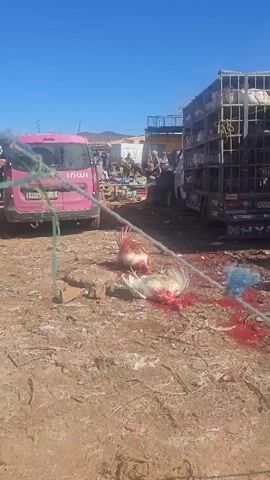 The video shows a chicken slaughtering process. There are several dead chickens lying on the ground in a pool of blood. A truck with stacked cages full of live chickens sits nearby. People are working around a table, likely preparing the slaughtered chickens. The environment appears to be a marketplace or an open-air slaughtering area. The day is sunny, and the ground is mostly dirt. A pink van is also visible in the background.