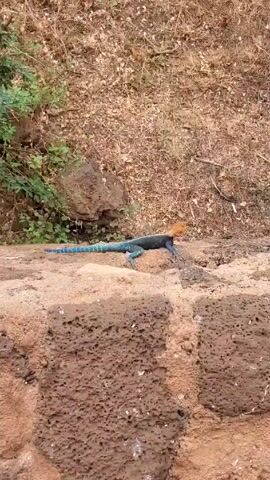 The video shows a lizard with an orange head, a dark blue body, and a blue and green tail, walking on a porous, brown, rock wall. The lizard is moving from left to right. Behind the wall is dry, brown vegetation with some patches of green plants. The camera angle is slightly above the lizard.