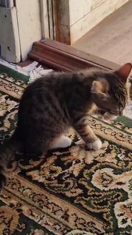 A young tabby kitten with dark stripes and white paws sits on an oriental rug in front of a closed door. The kitten is grooming its left ear with its left paw, its head is bowed, and its tail is partially visible behind it. The rug has a complex pattern in shades of green, beige, and red. The door frame is painted white, and the door itself appears to be a dark wood.