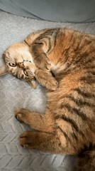 Festival gathering and domestic cat documented by witnesses