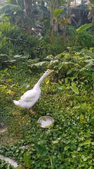 White goose mid-honk in a lush Banjarmasin garden