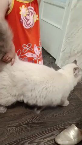 A long-haired cream-colored cat is standing on a dark wooden floor. The cat is looking to the right, then turns its head to the left, and then looks forward. The cat has dark points on its ears and face. The cat is fluffy and appears to be healthy. In the background, there is a white door and a wall with a marble-like pattern. There are also some slippers on the floor.