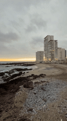 Overcast sunset and blooming lilies on the Iquique coast