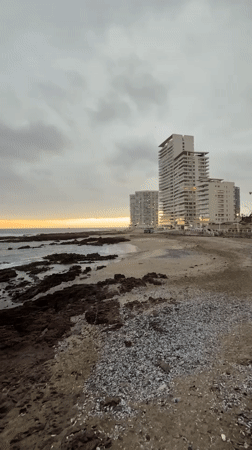 Overcast sunset and blooming lilies on the Iquique coast