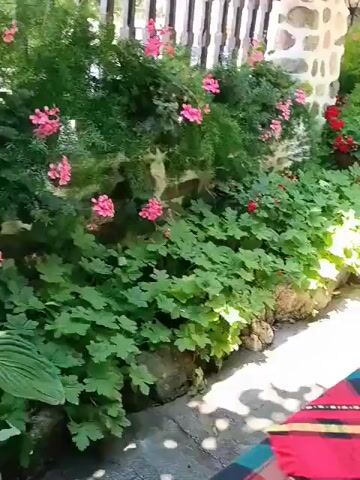 A video pans across a vibrant outdoor setting. In the foreground, a table is partially visible, covered with a red and green plaid tablecloth, and a silver ashtray rests on it. To the left, lush green plants with broad leaves form a dense ground cover, interspersed with rocks and stones. Behind them, a wall constructed of rough-hewn stones and white plaster supports a wooden structure overhead. The wall is adorned with an assortment of potted plants. Pink and red geraniums burst with color, interspersed with feathery green foliage. Rustic clay pots and a large terracotta amphora are strategically placed among the plants, adding to the charm of the scene. The path leading through the area appears to be made of stone or concrete. A wooden fence with vertical planks runs along the top of the wall. A hand briefly enters the frame from the right, gesturing slightly, before the video continues its sweep across the picturesque garden.