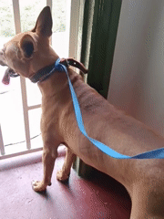 Dogs, puppies, and a street-side unloading in Nairobi