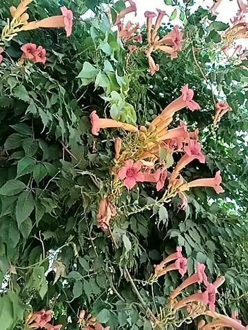 This is a close-up, low-angle video of a trumpet vine with many clusters of pink trumpet-shaped flowers and green leaves. The camera pans slightly to the left, showing the flowers and foliage in detail against a bright, likely outdoor, background. There are no people or other objects visible in the frame.
