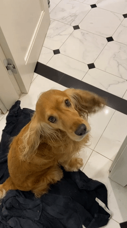 Golden retriever's quiet evening at home in Warsaw