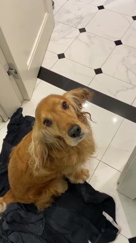 Golden retriever's quiet evening at home in Warsaw