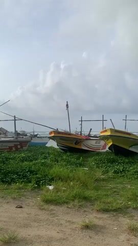 A vertical, medium shot captures two colorful fishing boats partially submerged in lush green vegetation on a sandy shore. The boat on the left, painted white with red and green accents, has its bow pointing left. The boat on the right is predominantly yellow, with red and green designs along its hull and its bow angled towards the right. A second boat, white with red and green stripes, is visible to the far left. In the background, a cloudy sky looms above the boats and the sea. Several wooden poles with crossbars are erected behind the boats, possibly for drying nets or as part of a docking structure. A few more boats are visible further in the distance on the water. The overall scene depicts a coastal area with fishing vessels resting ashore.
