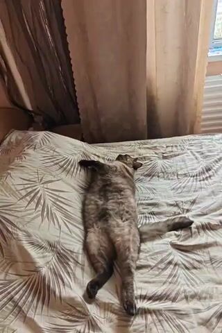 A cat is lying on its back on a bed. The cat's legs are spread out and it appears to be relaxed. The bed is covered with a patterned sheet. There are curtains in the background.