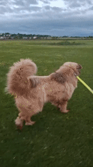 Dog walk and caterpillar sighting recorded in Russian village