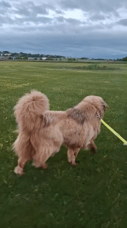 Dog walk and caterpillar sighting recorded in Russian village