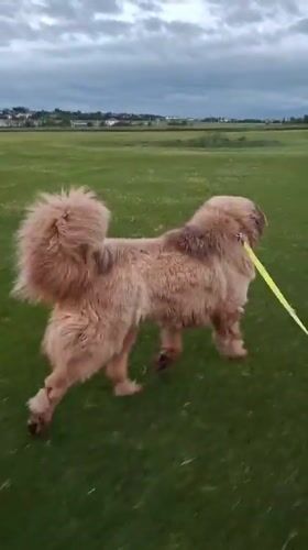 Dog walk and caterpillar sighting recorded in Russian village
