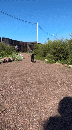 Cat, kid, and caterpillars in a sunny Russian backyard